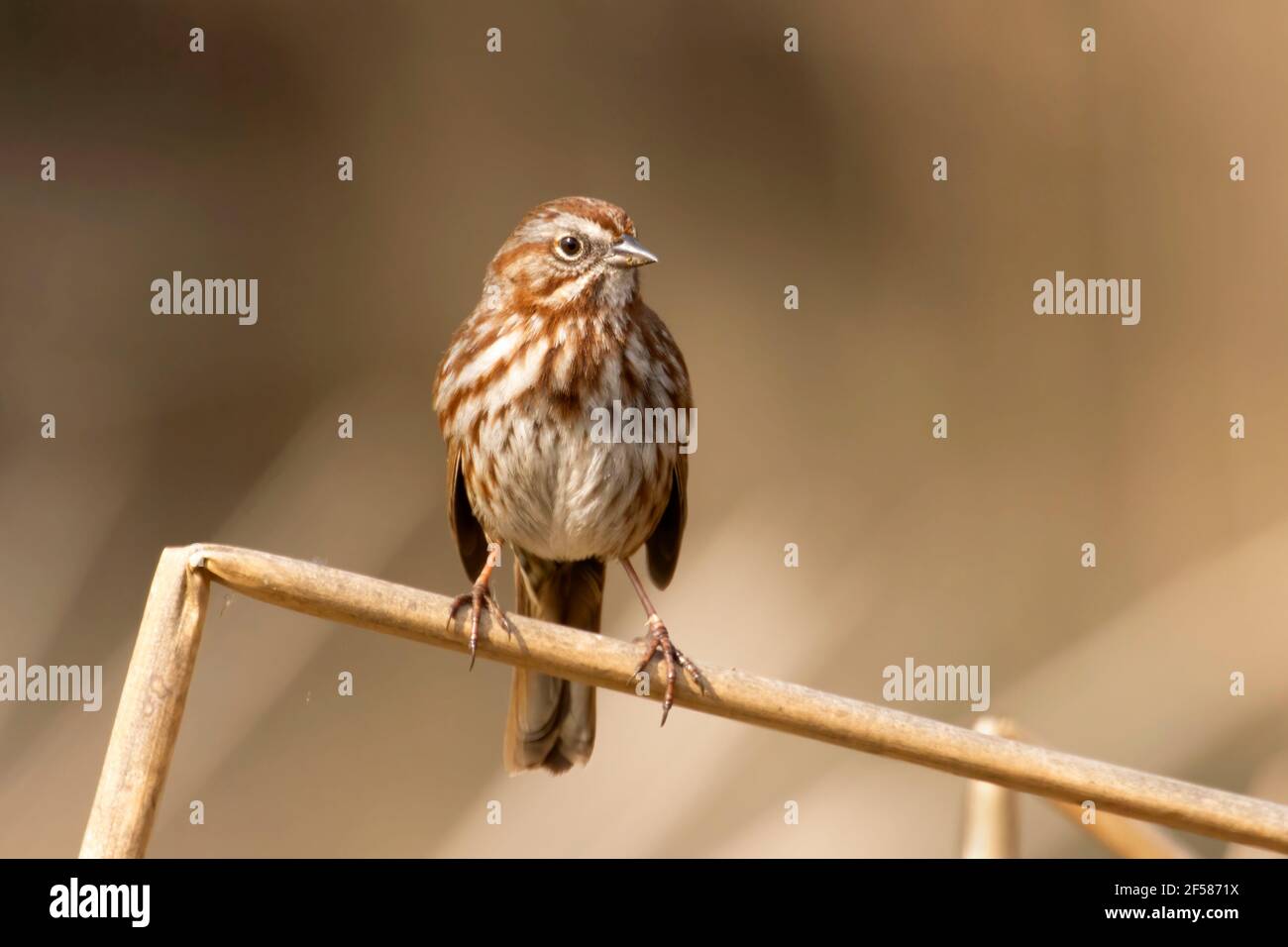 Song Sparrow Melospiza Melodia Talking Water Gardens Albany Oregon Photo Stock Alamy