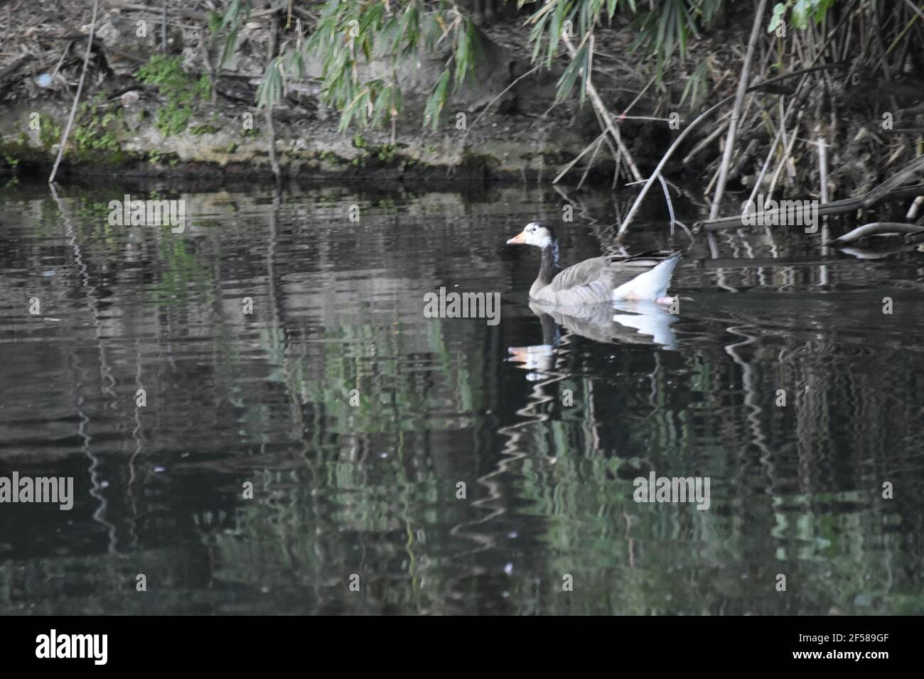 Canards sur le lac Banque D'Images