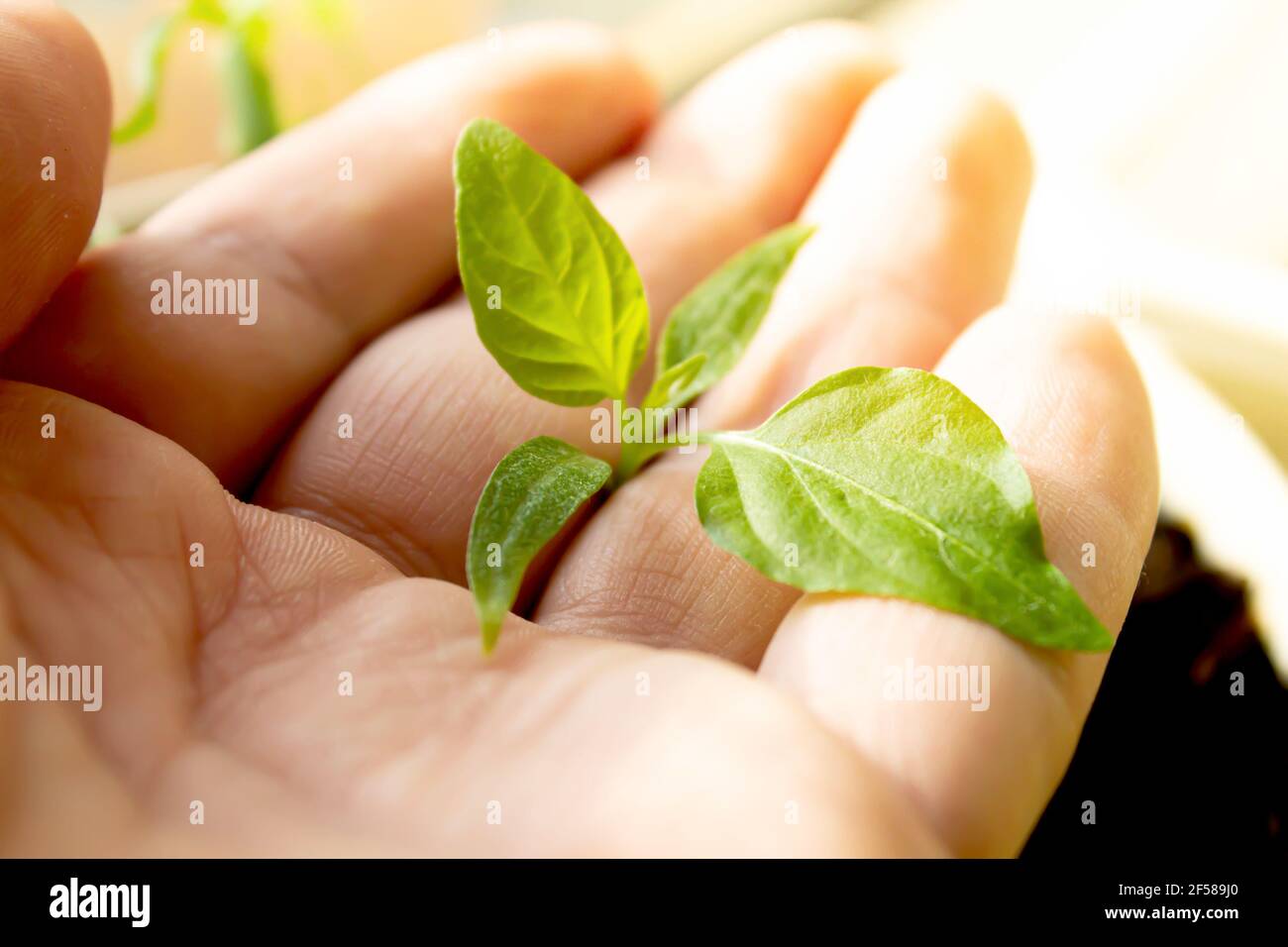 Petit germe dans la paume d'un homme. Un buisson cultivé entre les mains d'un agronome. Soin des plantes et culture soigneuse. Arrosage et fertilisation. Banque D'Images