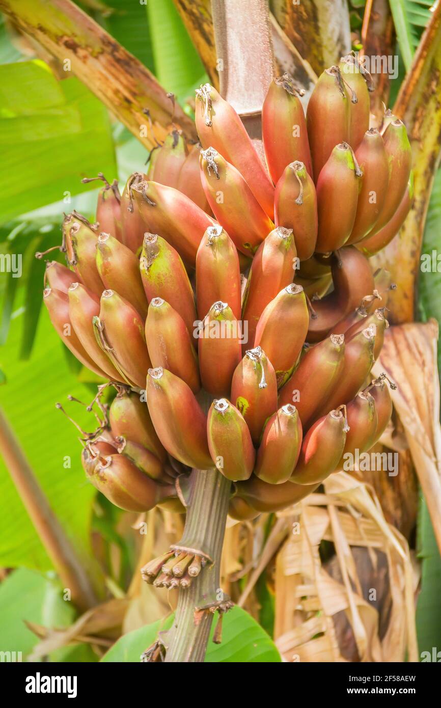 bouquet de banane rouge crue. Banque D'Images