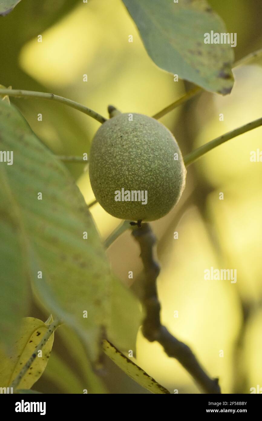 Noix verte poussant sur la branche d'arbre avec des feuilles Banque D'Images