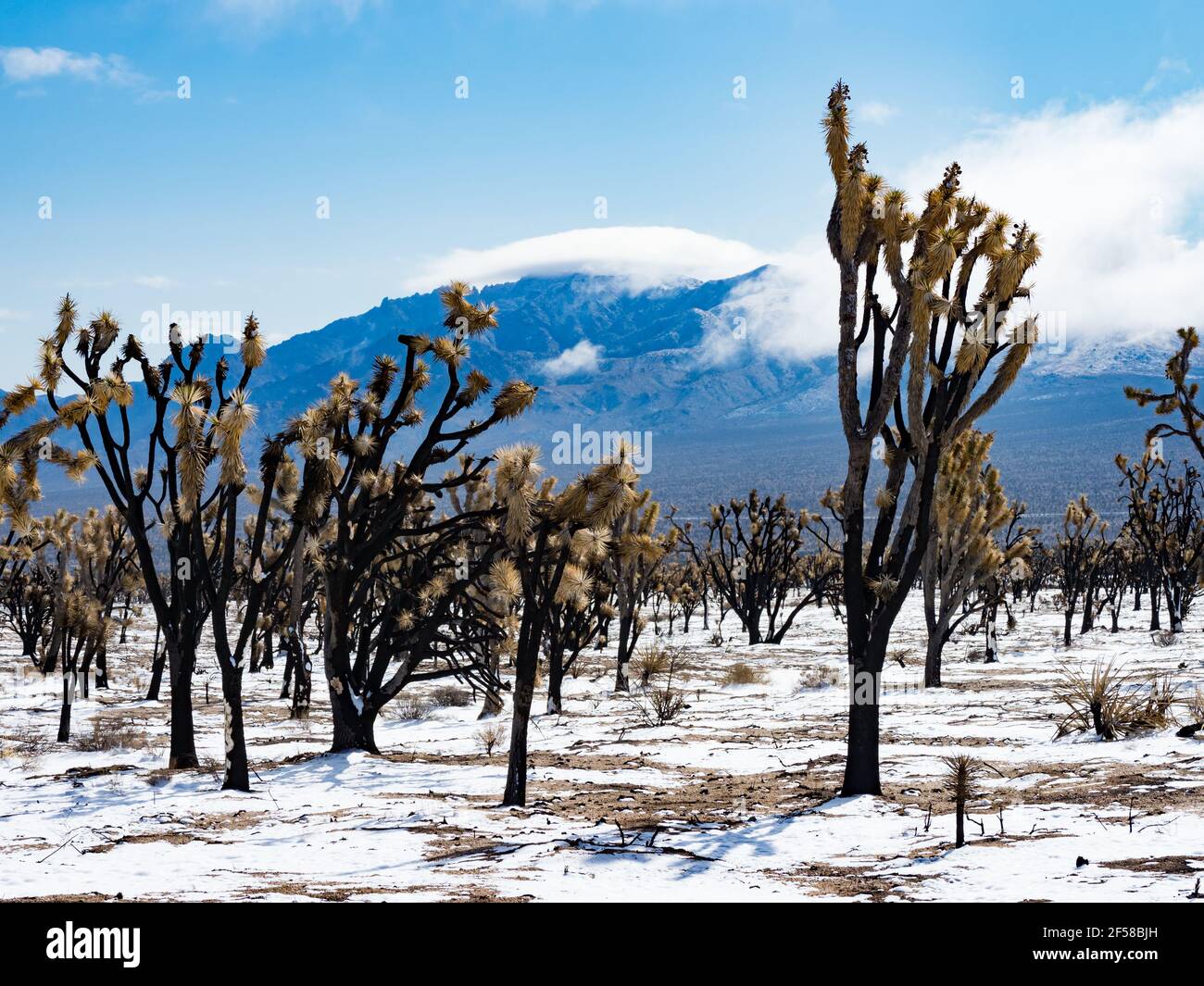 Tempête de neige printanière sur les Joshua Trees brûlés du Cima Dome, réserve nationale de Mojave, Californie, États-Unis Banque D'Images