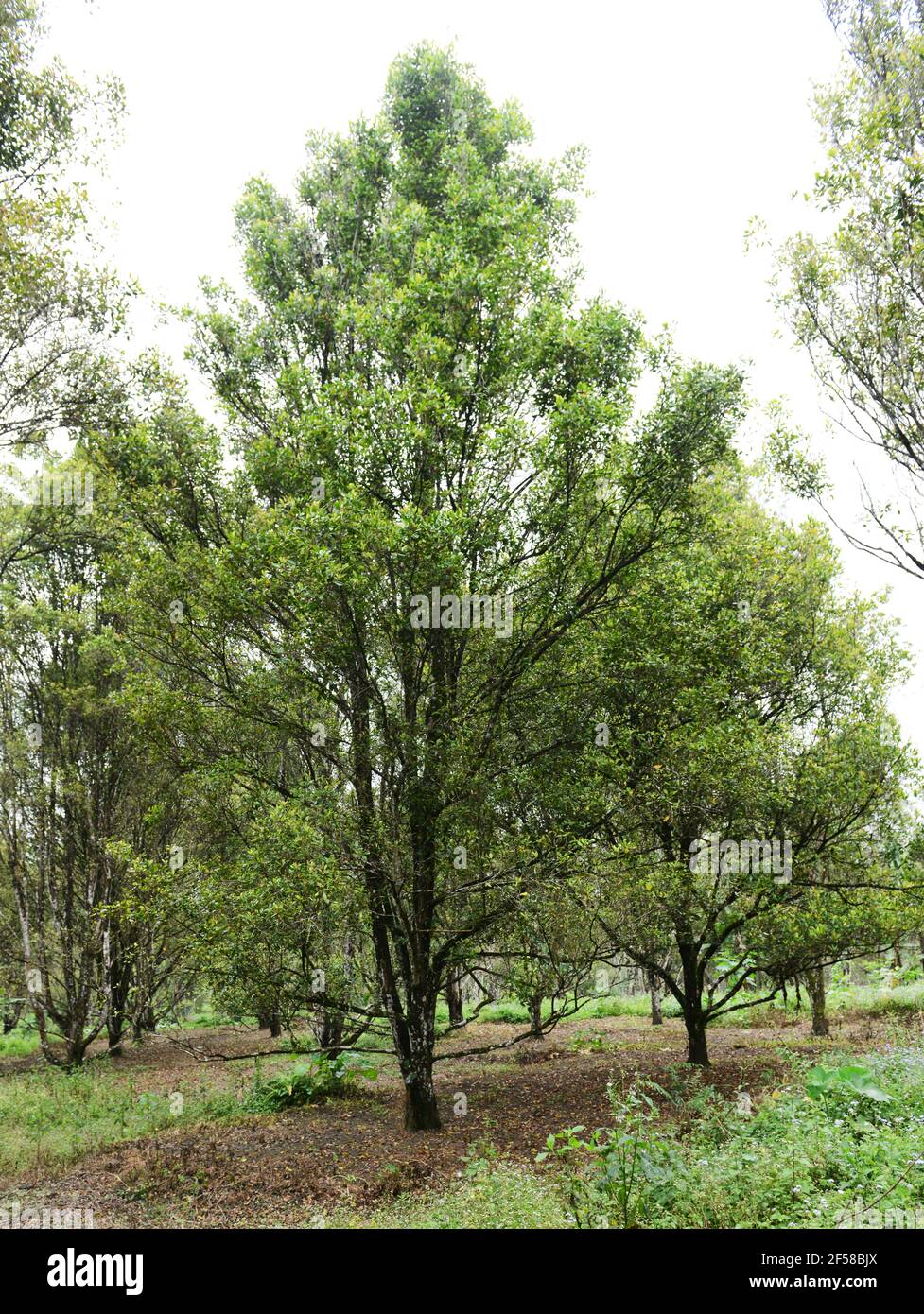 Une plantation de clous de girofle à l'est de Java, en Indonésie Photo  Stock - Alamy