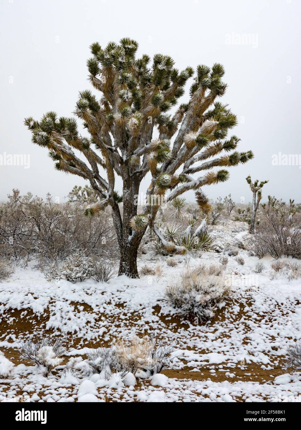 Tempête de neige printanière sur les Joshua Trees de Cima Dome, Mojave National Preserve, Californie, États-Unis Banque D'Images