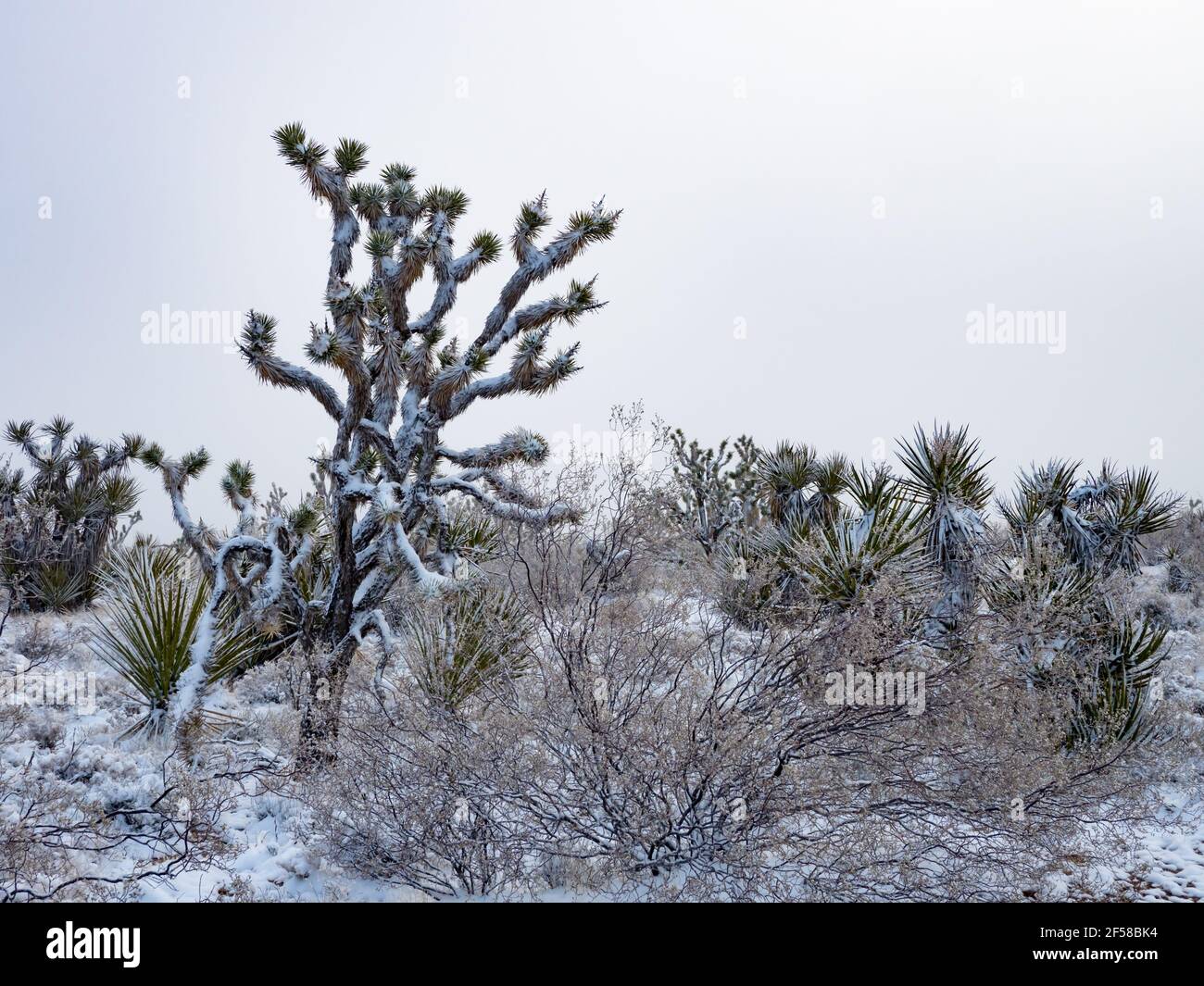 Tempête de neige printanière sur les Joshua Trees de Cima Dome, Mojave National Preserve, Californie, États-Unis Banque D'Images