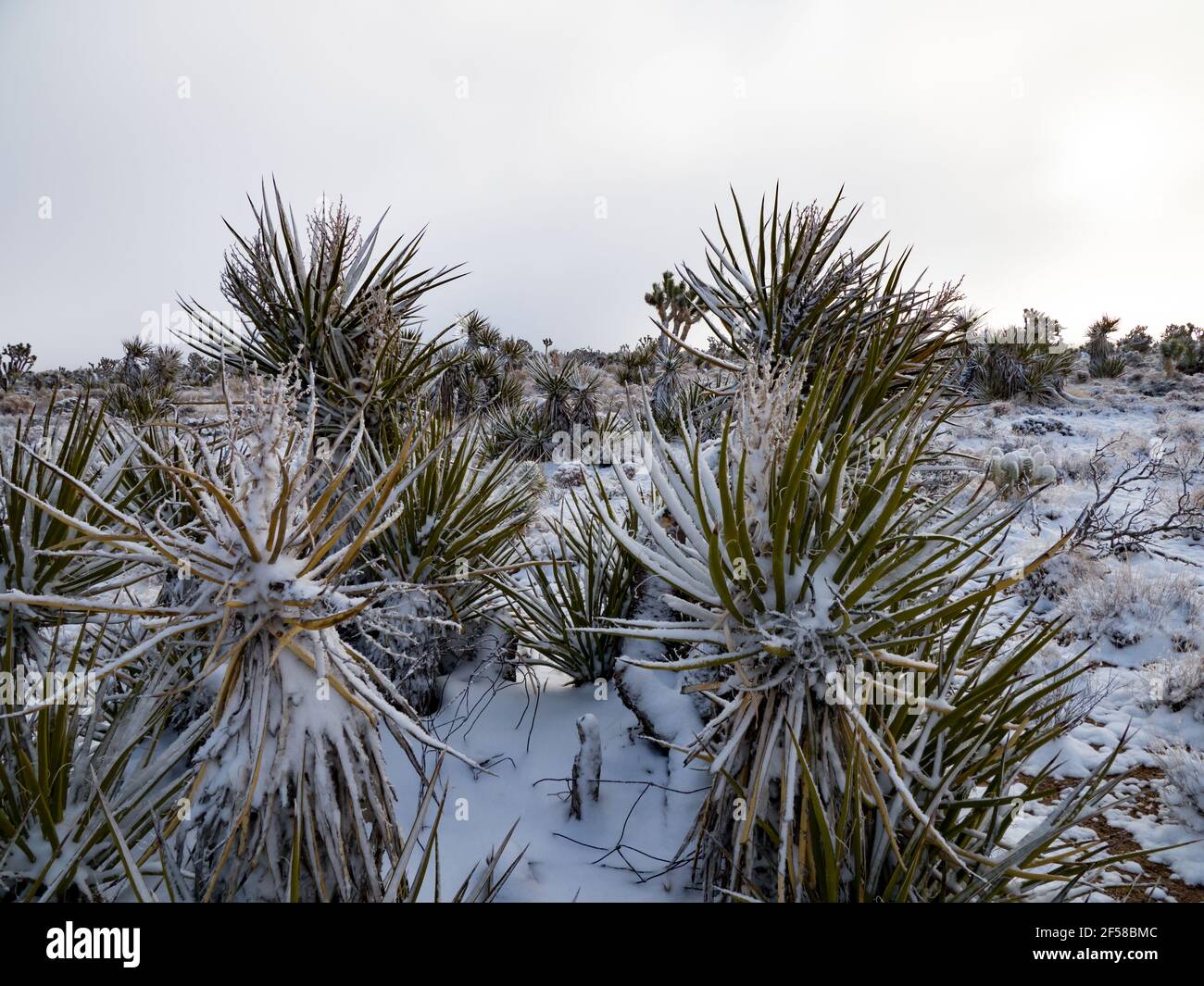 Tempête de neige printanière sur les Joshua Trees de Cima Dome, Mojave National Preserve, Californie, États-Unis Banque D'Images