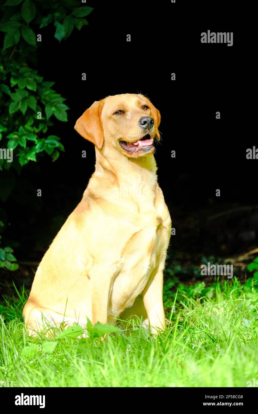 Gros plan de Labrador retriever doré, assis sur de l'herbe verte dans un parc ou un jardin, regardant vers le haut, collier de chien, éclairé par le soleil, arrière-plan flou, image verticale. Photo de haute qualité Banque D'Images
