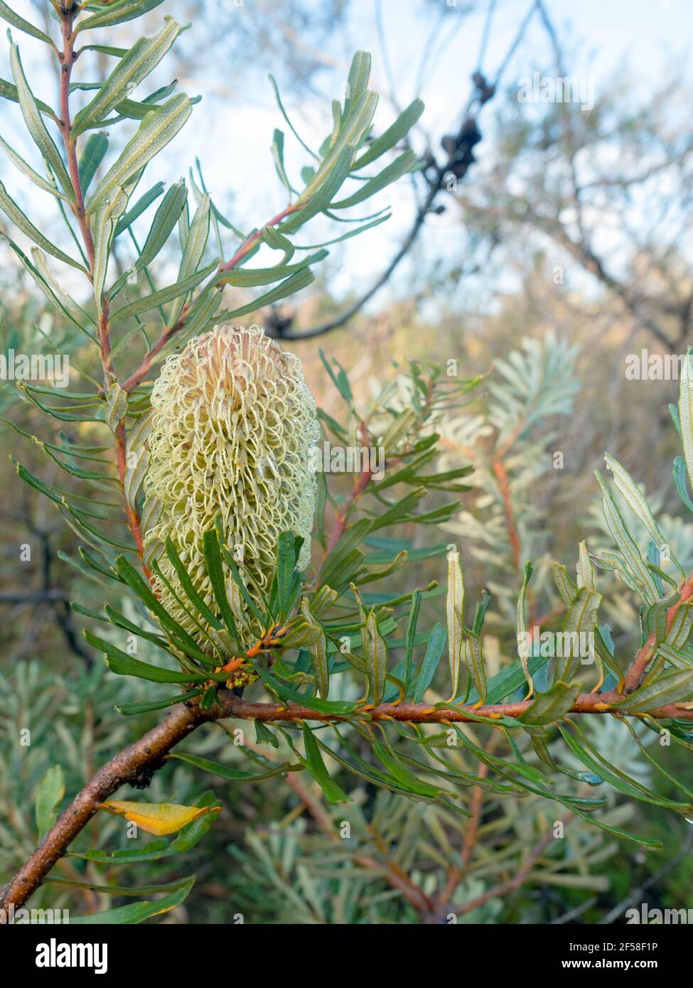 La banksia d'hiver fleurit dans la réserve naturelle de Langwarrin Banque D'Images