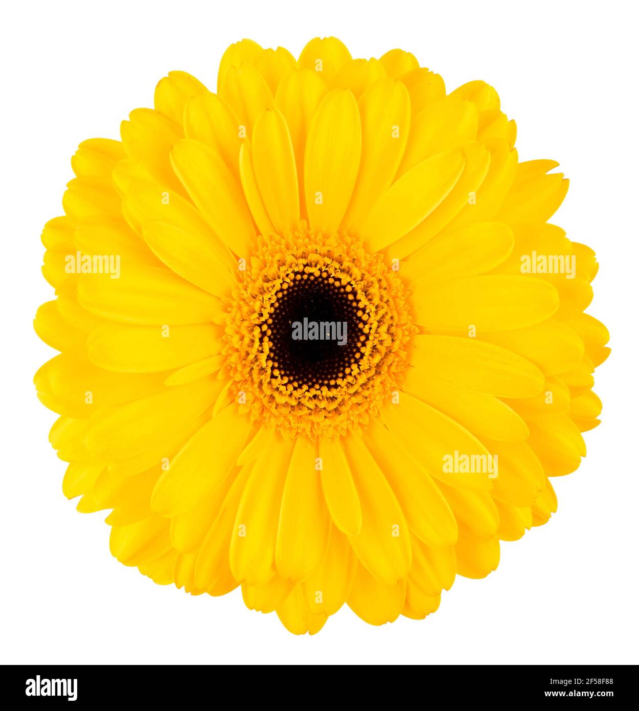 Fleur gerbera jaune isolé sur fond blanc Photo Stock - Alamy