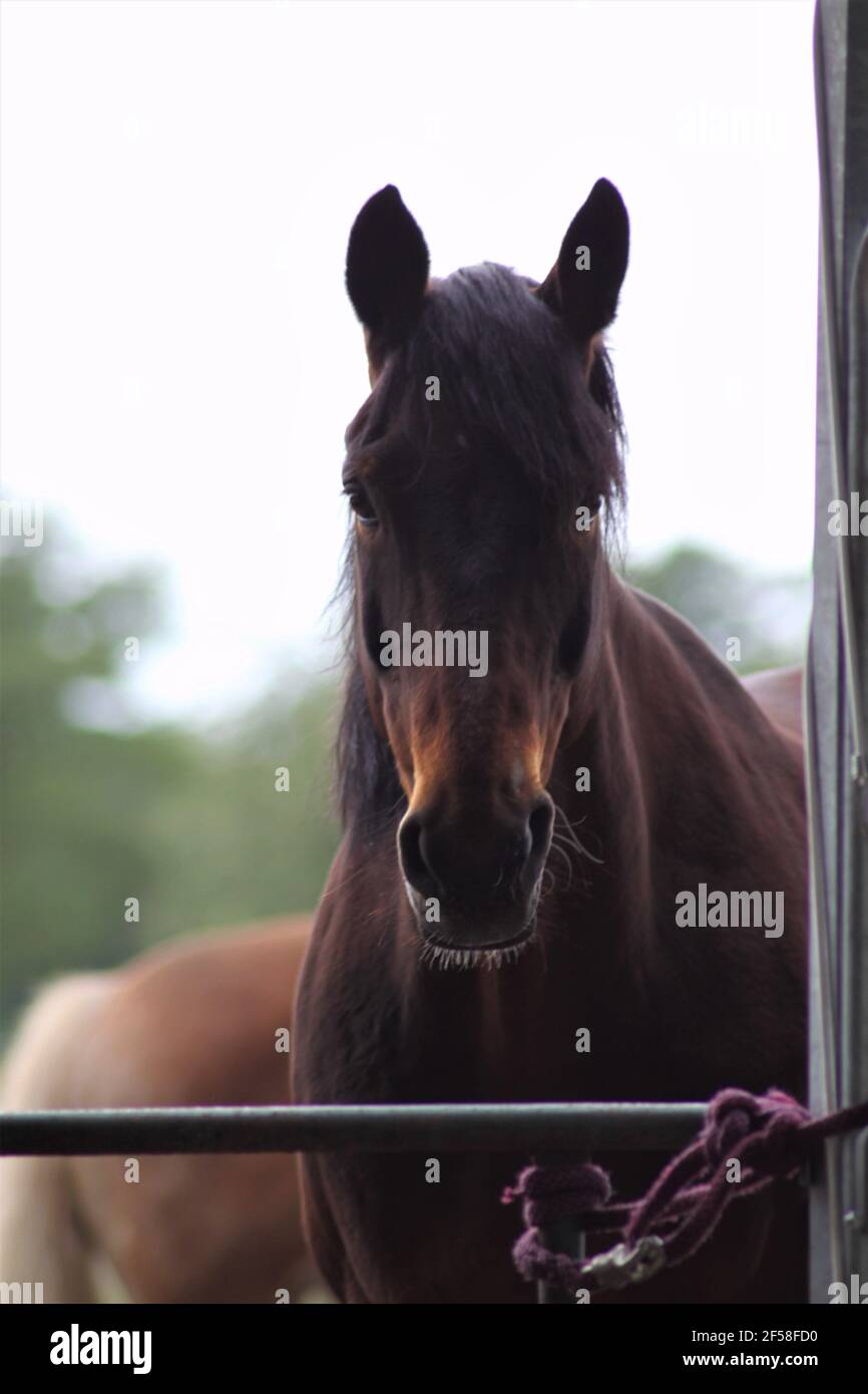 Portrait d'un cheval brun debout sur un enclos sablonneux Banque D'Images