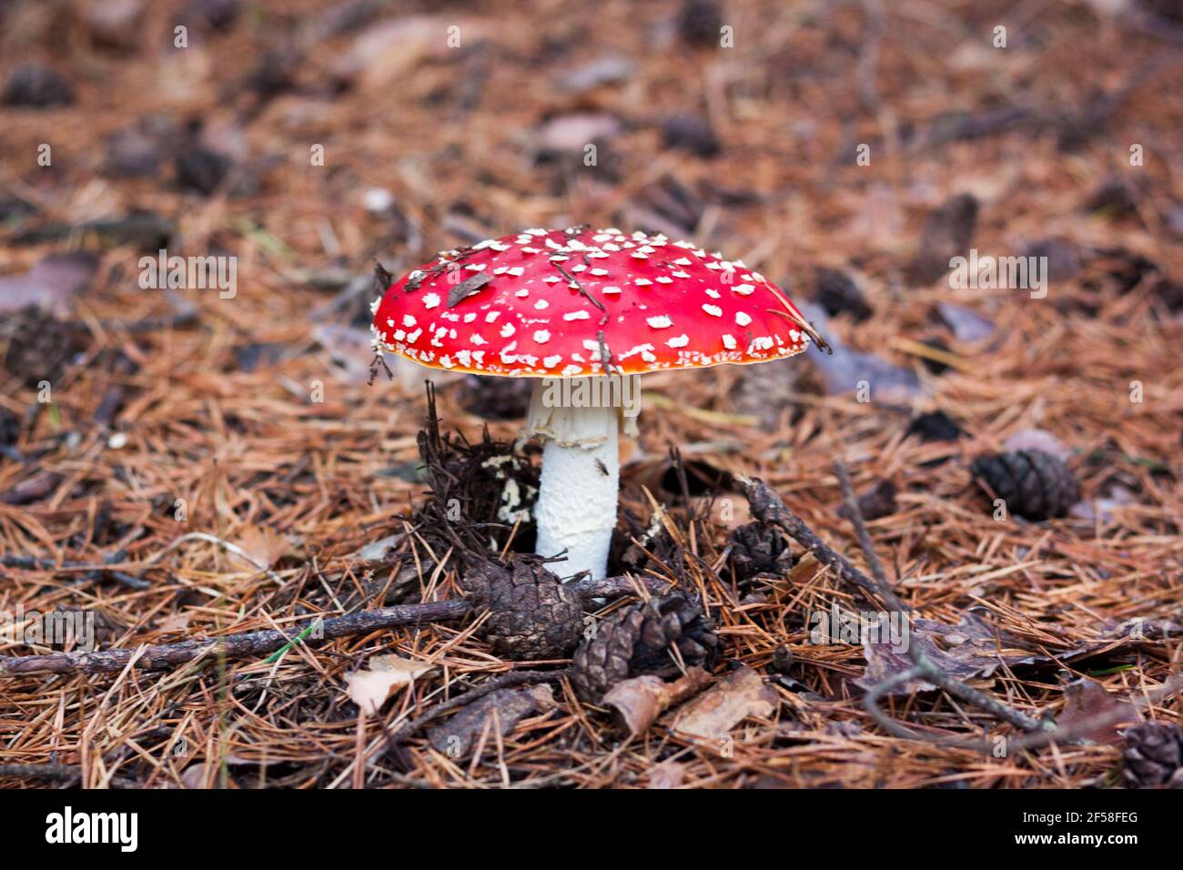 Champignons CEP d'automne. Champignon Amanita champignon dans son habitat. Champignon Boletus edulis sur fond naturel, gros plan. Delicius Cook. Cuisine gastronomique Banque D'Images