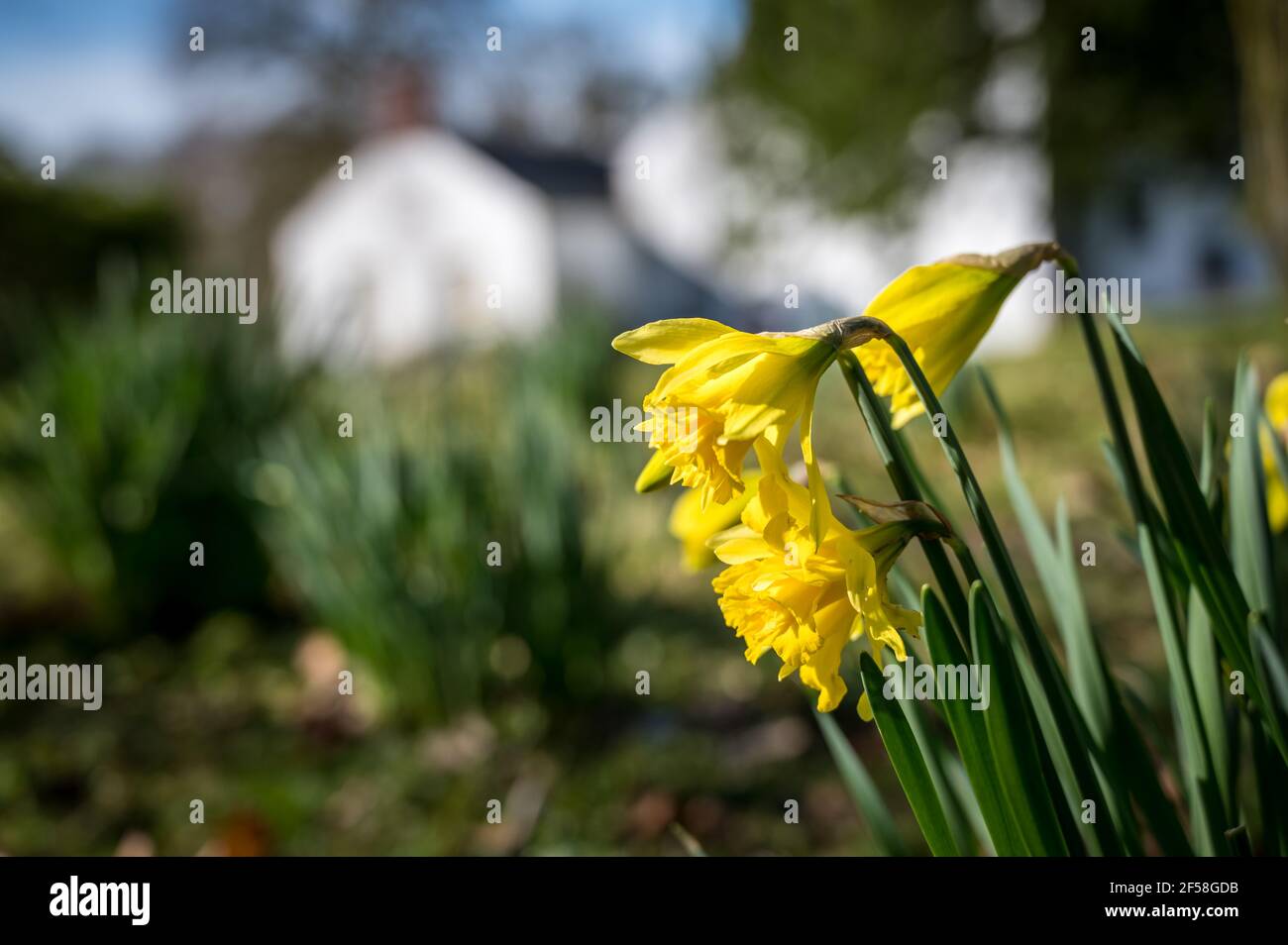 Les jonquilles fleurissent au soleil de printemps en Irlande Banque D'Images