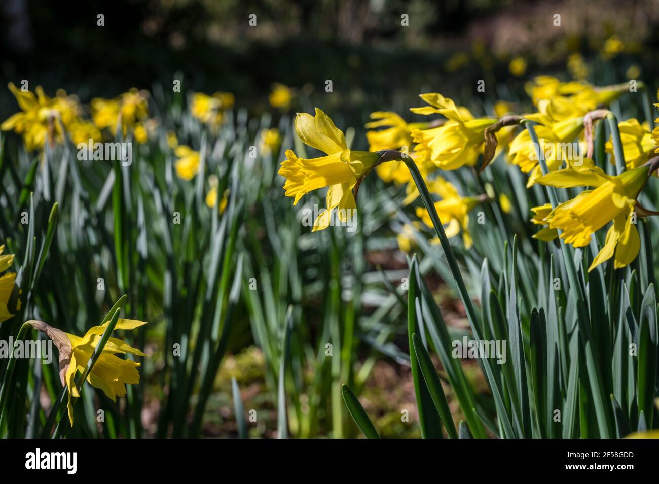 Beaucoup de jonquilles fleurissent dans la lumière du soleil de printemps en Irlande Banque D'Images