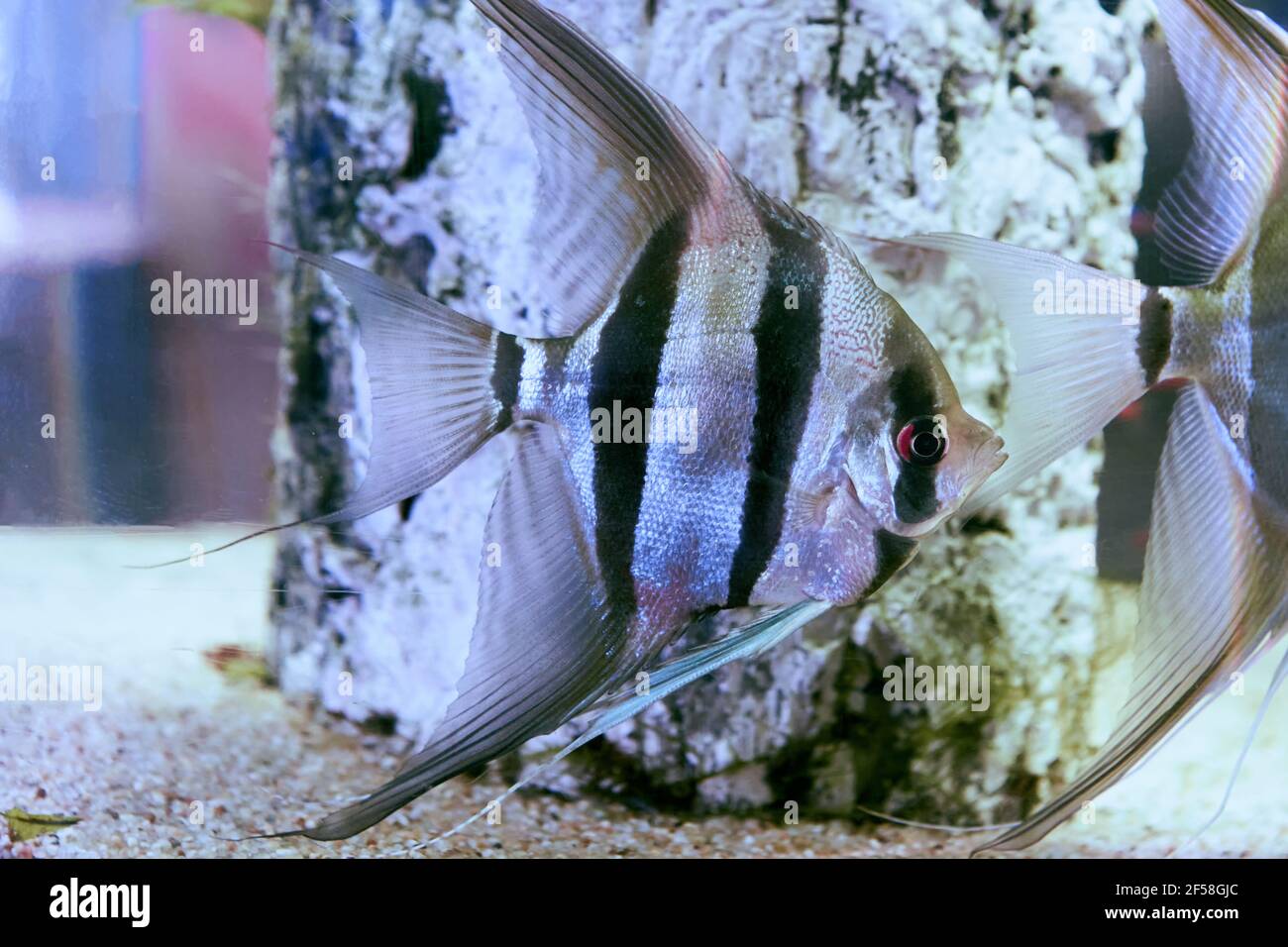 Angelfish ou Pterophyllum Scalare dans un aquarium de poissons. Banque D'Images