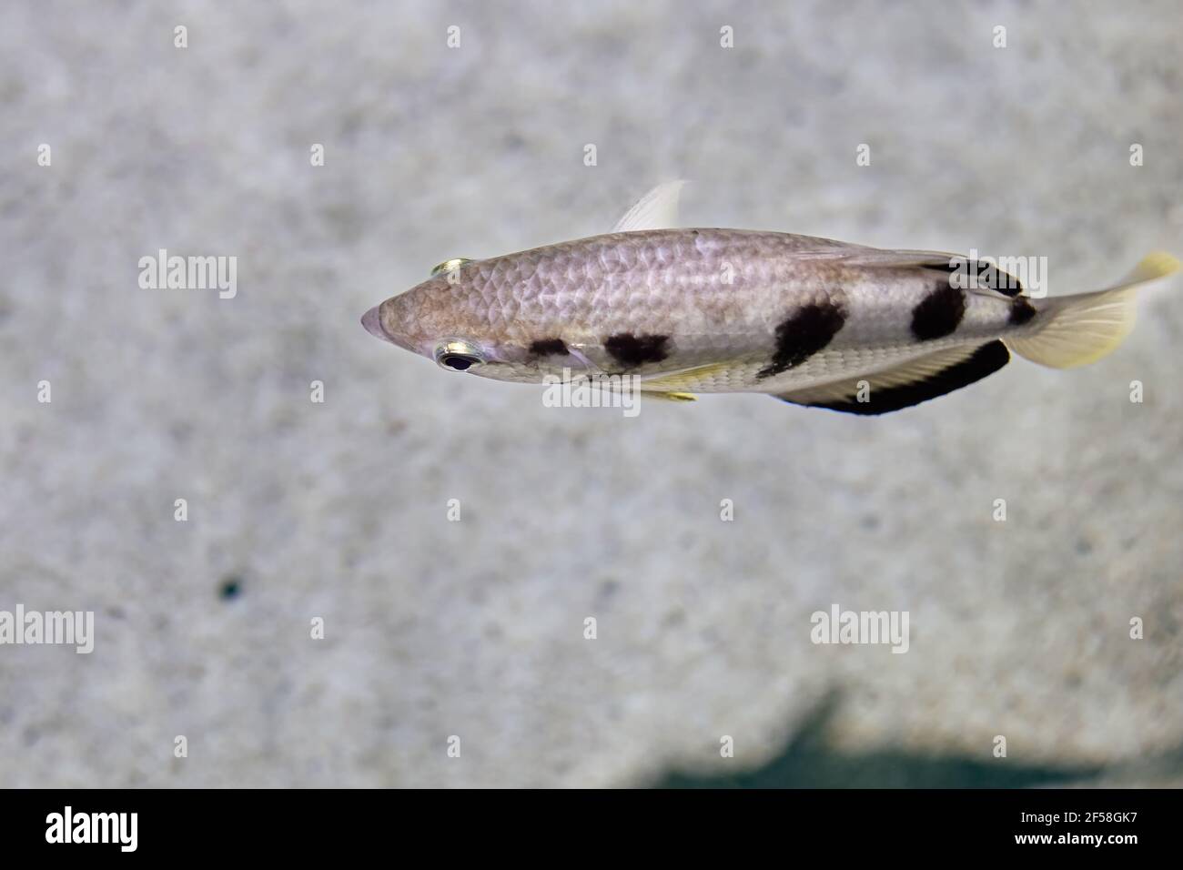 Les Toxotes jaculatrix ou archerfish badé sont de couleur argentée de poissons perciformes d'eau saumâtre et ont une nageoire dorsale vers l'extrémité postérieure Banque D'Images