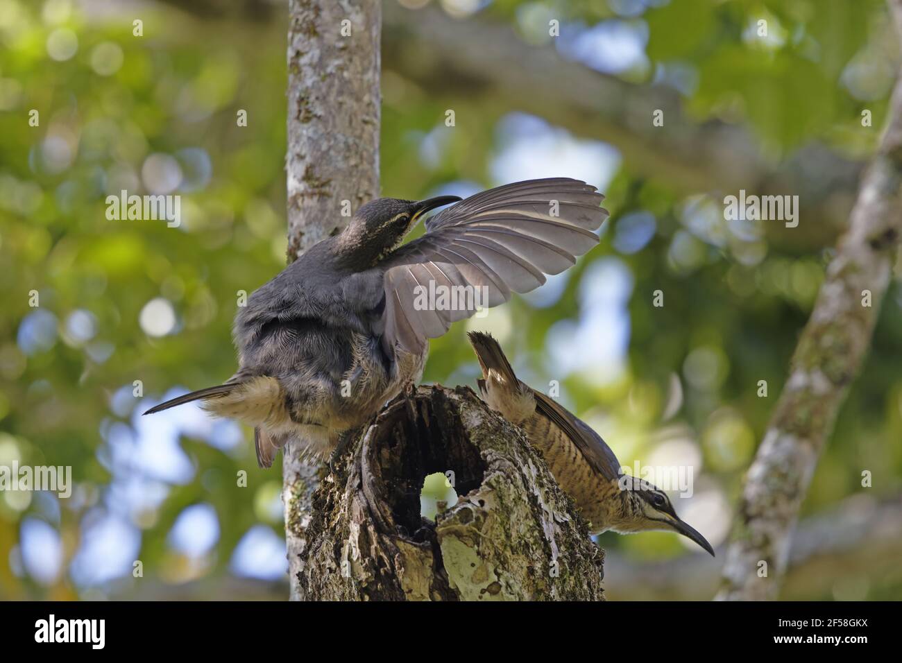 Victoria's Riflebird - alimentation sur les fruits immatures Ptiloris victoriae - Les mâles immatures affichant l'un à l'autre d'Atherton Queensland, Australi Banque D'Images