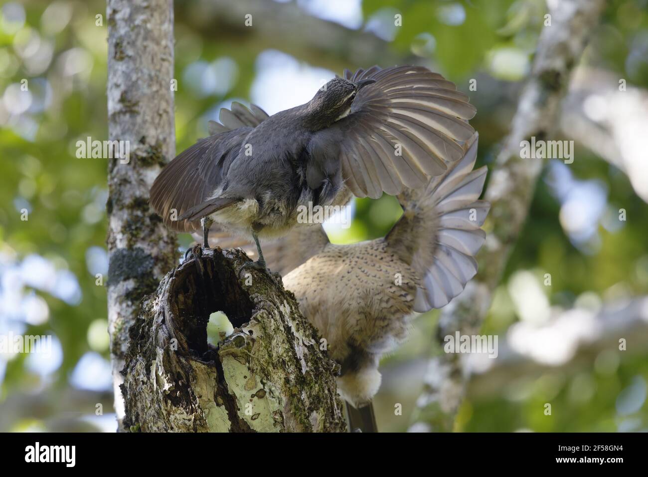 Victoria's Riflebird - alimentation sur les fruits immatures Ptiloris victoriae - Les mâles immatures affichant l'un à l'autre d'Atherton Queensland, Australi Banque D'Images