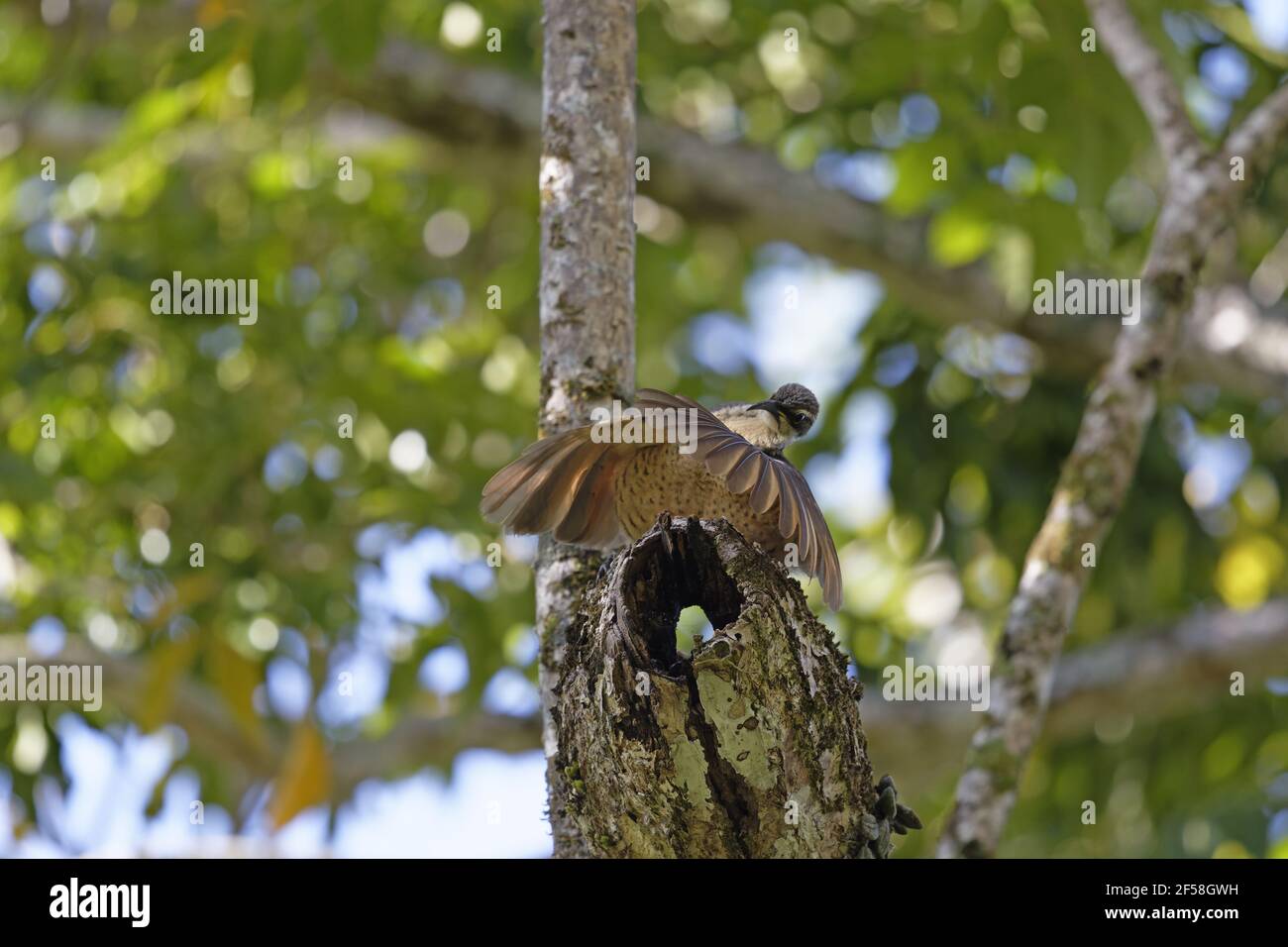 Victoria's Riflebird - affichage mâles immatures Ptiloris victoriae Atherton Queensland, Australie BI029284 Banque D'Images