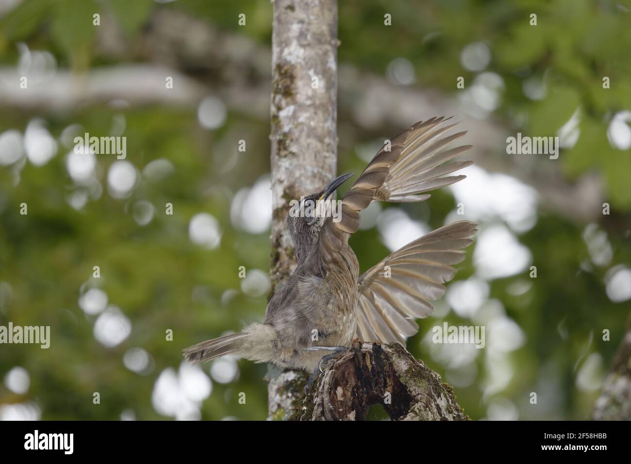 Victoria's Riflebird - affichage mâles immatures Ptiloris victoriae Atherton Queensland, Australie BI029313 Banque D'Images