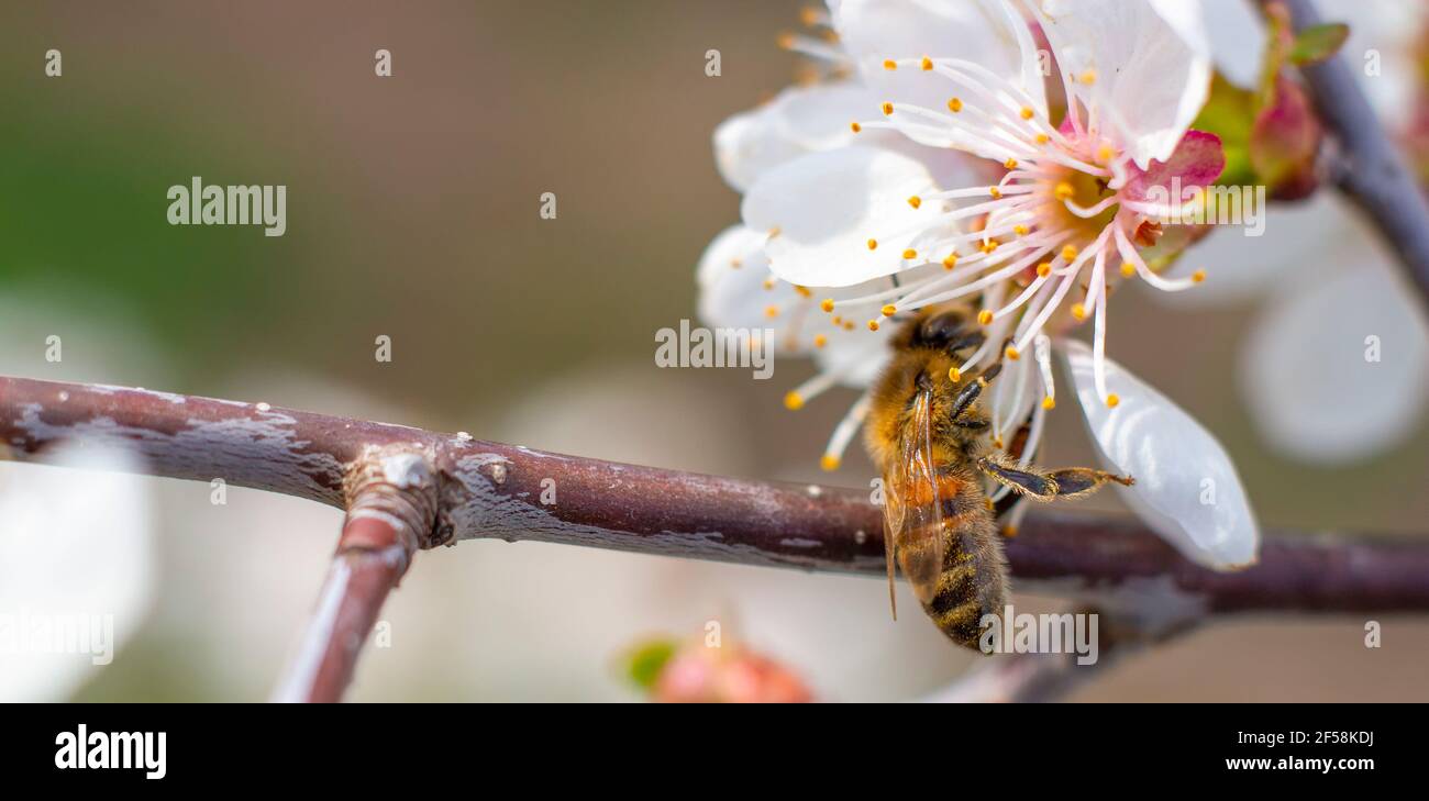 Abeille gros plan sur une branche avec lumière. Banque D'Images