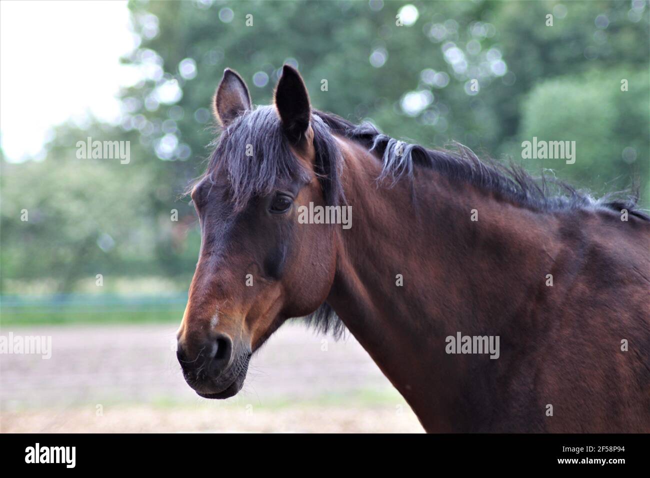 Portrait d'un cheval brun debout sur un enclos sablonneux Banque D'Images