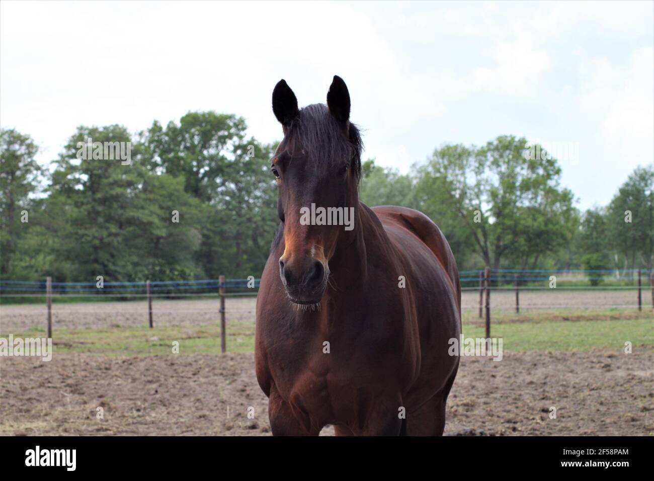 Cheval brun debout sur un enclos sablonneux Banque D'Images