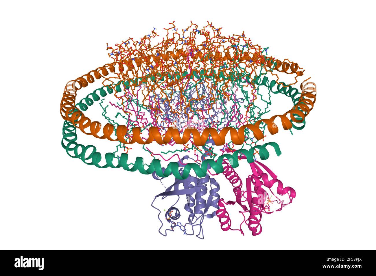 Structure de l'homodimère KRAS4B-GDP sur un nanodizc bicouche lipidique, modèle de dessin animé 3D isolé, fond blanc Banque D'Images