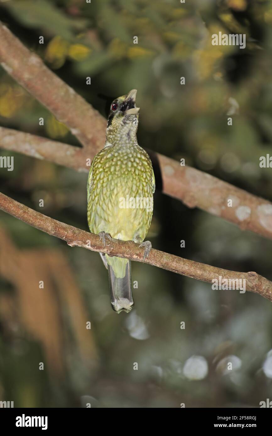 Moqueur chat tacheté - Ailuroedus bimaculatus Atherton Queensland, Australie BI029676 Banque D'Images