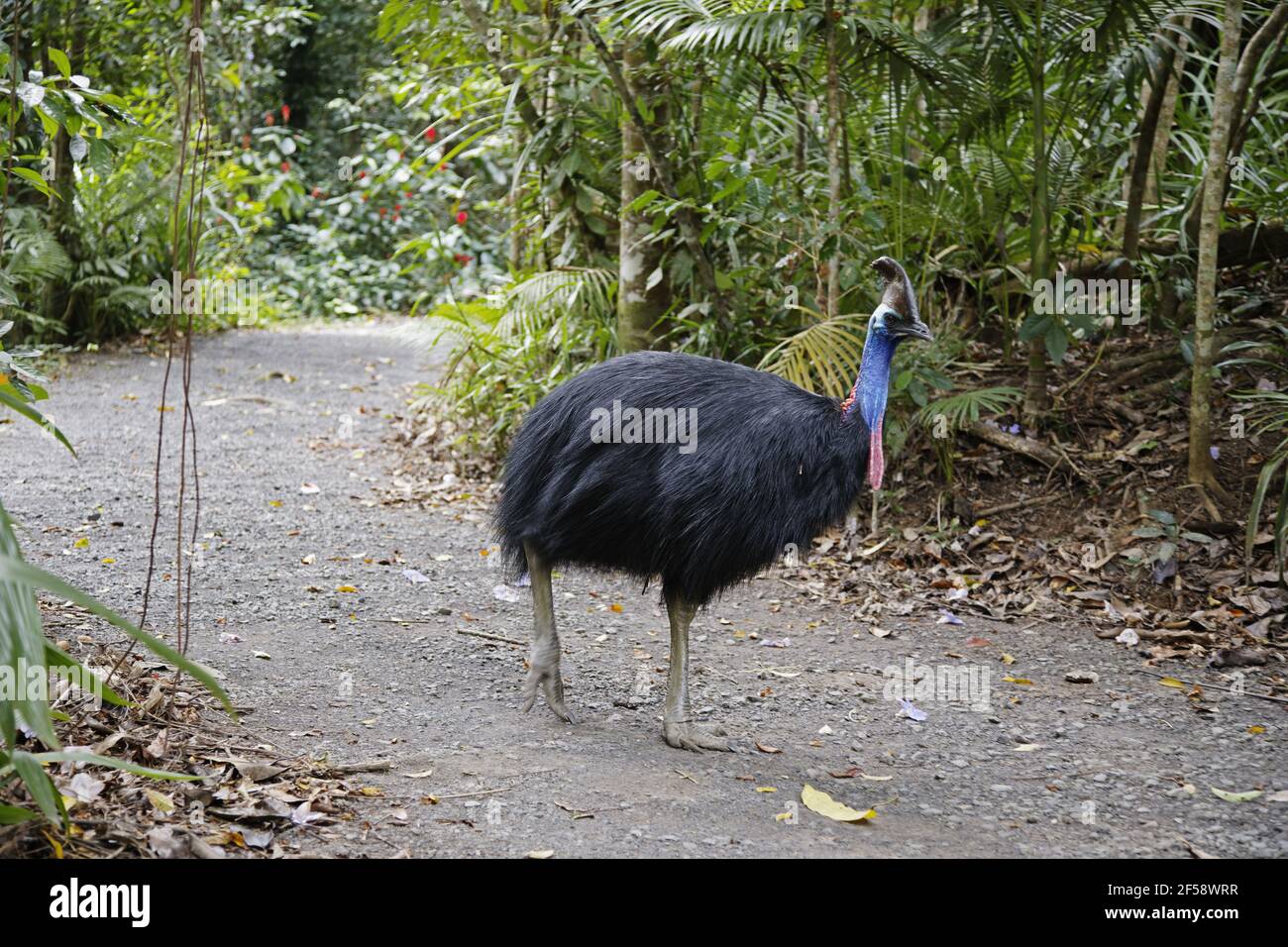 Casoar sud Casuarius casuarius Atherton Queensland, Australie BI029731 Banque D'Images