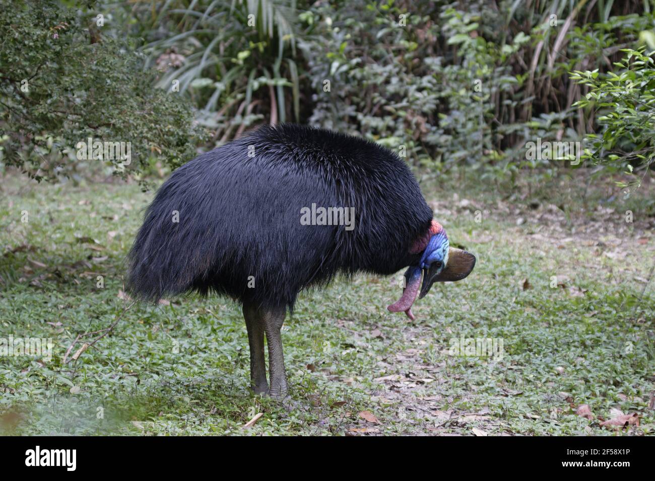 Casoar - Sud Casuarius casuarius appelant d'Atherton Queensland, Australie BI029735 Banque D'Images