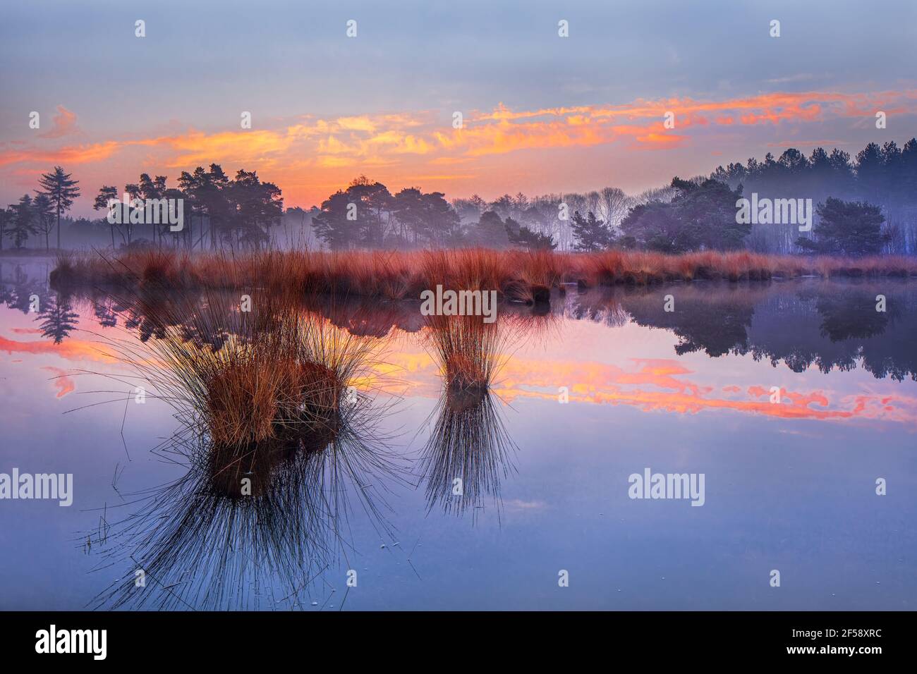 Lever du soleil sur une zone humide avec des nuages colorés reflétés dans un étang, les pays-Bas. Banque D'Images