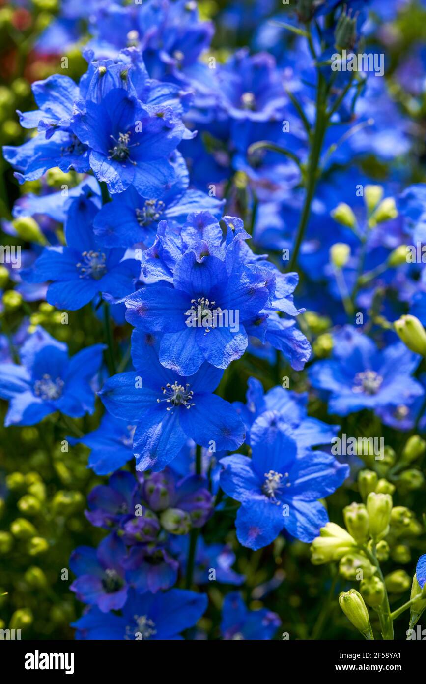 Une belle fleur de delphinium bleu en fleurs, Consolia ajacis (L.) Plan. Banque D'Images