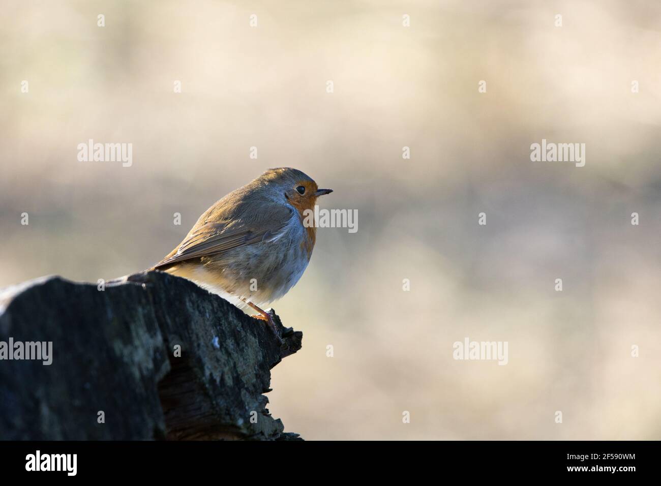 Red Robin Banque D'Images