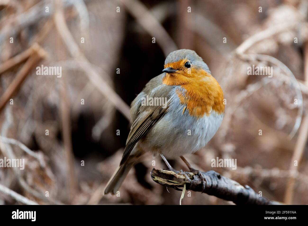 Red Robin Banque D'Images