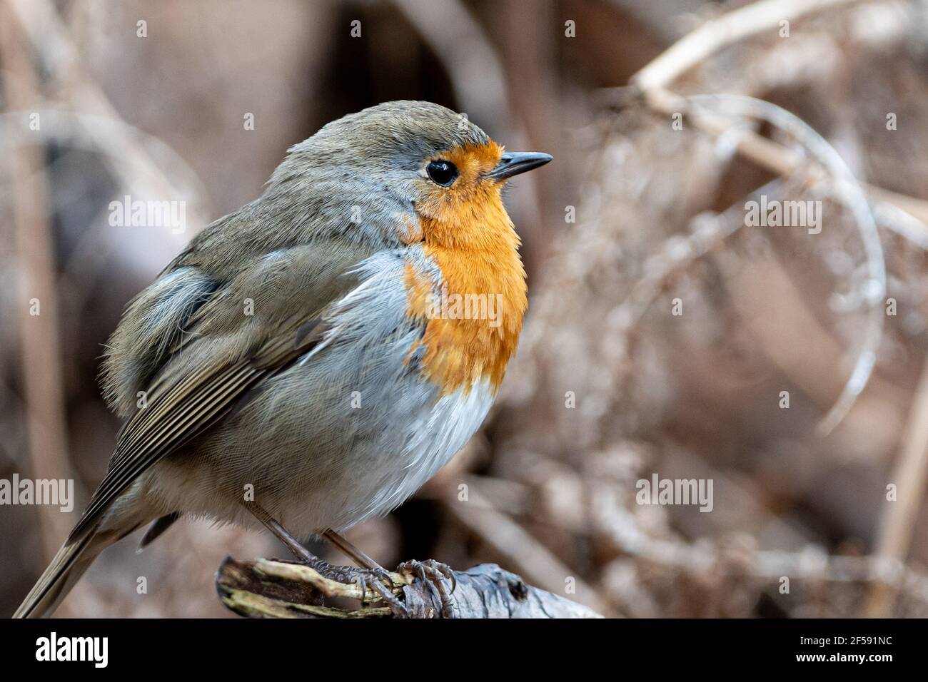 Robin baum Banque de photographies et d’images à haute résolution - Alamy