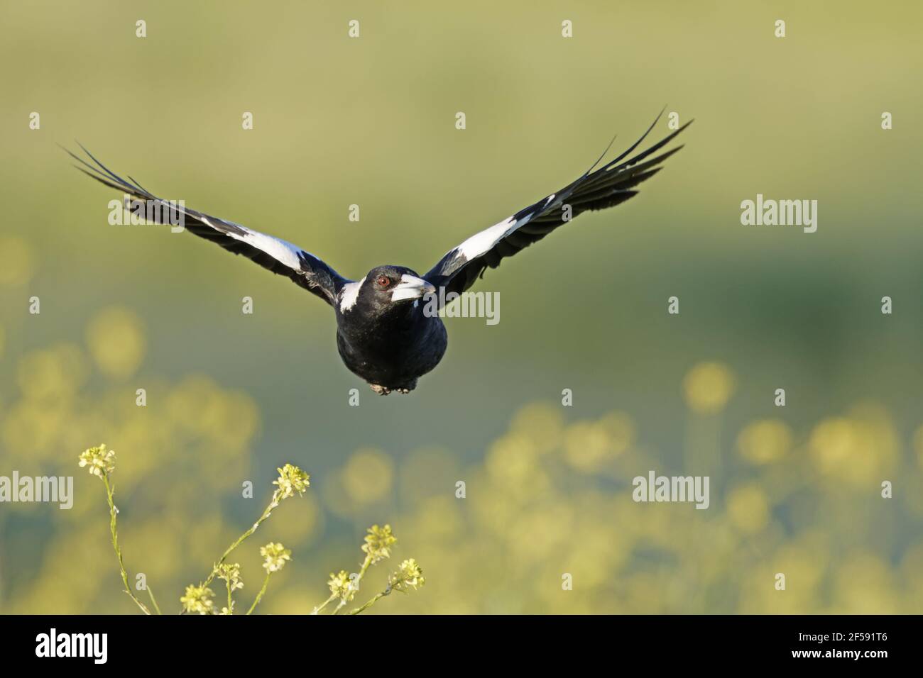 Cassican Flûteur - en vol à basse altitude au-dessus meadow Cracticus tibicen Kangaroo Island Australie du Sud, Australie BI029926 Banque D'Images