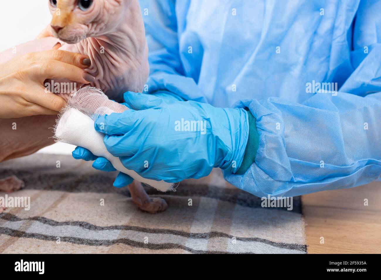 Un Veterinaire Dans Une Robe Jetable Et Des Gants En Latex Bandaient Un Chat Pur Sang Blesse Patte Avec Un Bandage Chat Chauve Sphinx Photo Rognee Photo Stock Alamy