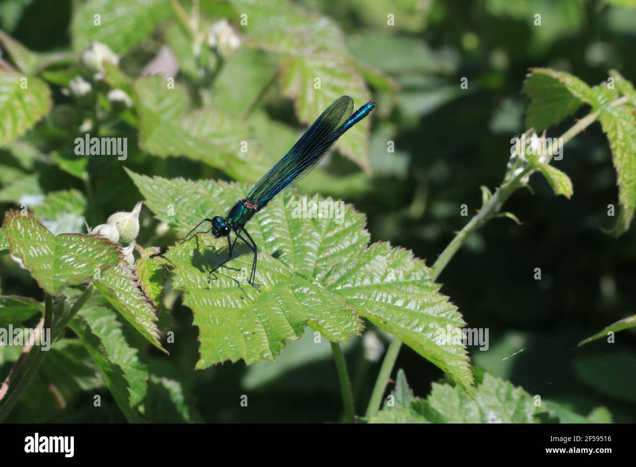 Magnifique Demoiselle damselfly corps bleu métallique avec ailes sombres dessus feuilles et arrière-plan verts Banque D'Images