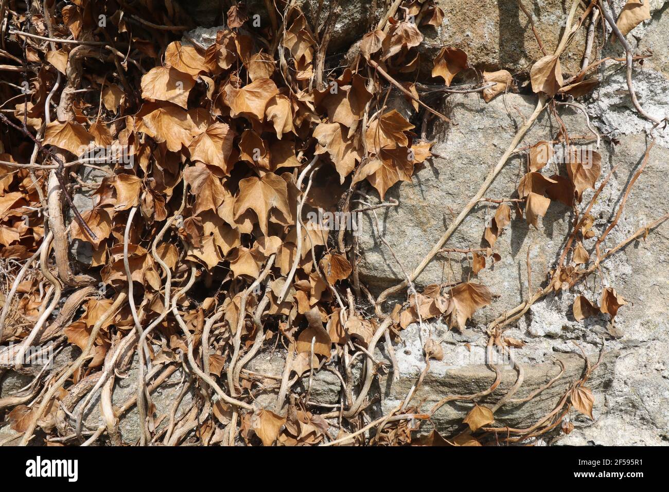 Feuilles d'Ivy brun sur le mur de pierre Banque D'Images