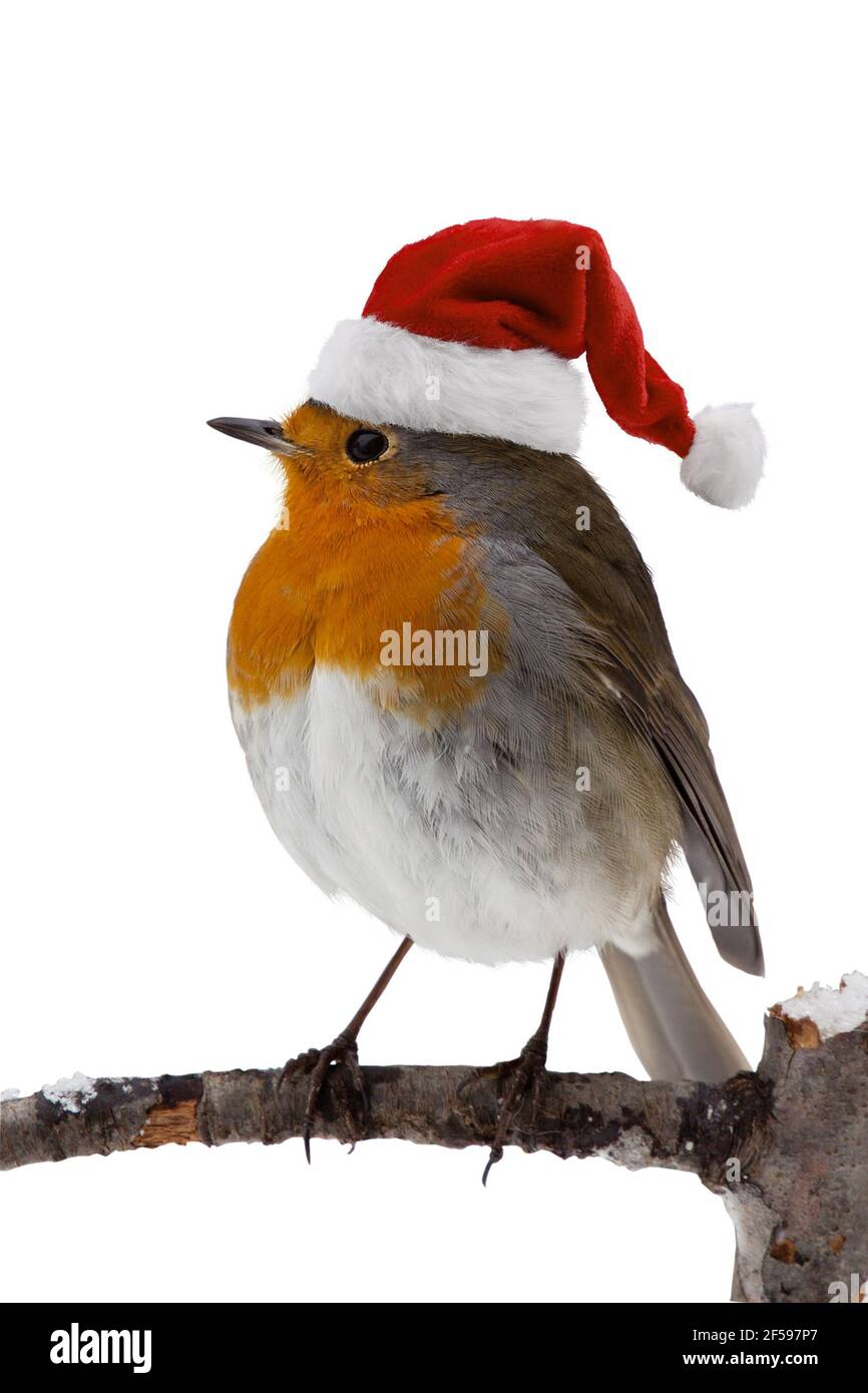 Oiseau-Robin avec chapeau de père noël Photo Stock - Alamy