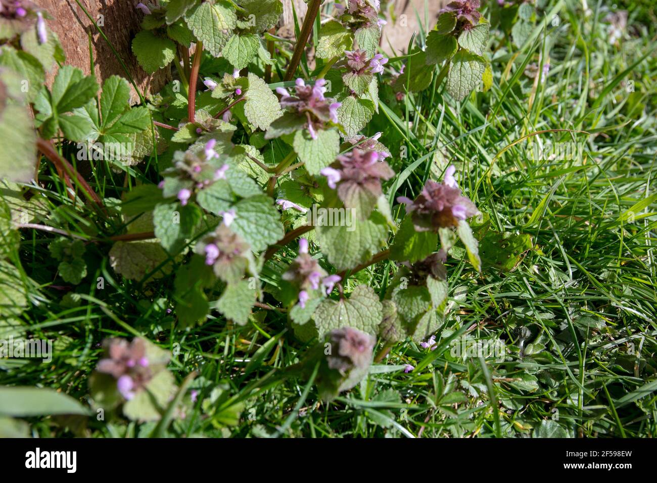 Gros plan des fleurs sauvages Red Dead-nettle (Lamium purpueum) Banque D'Images