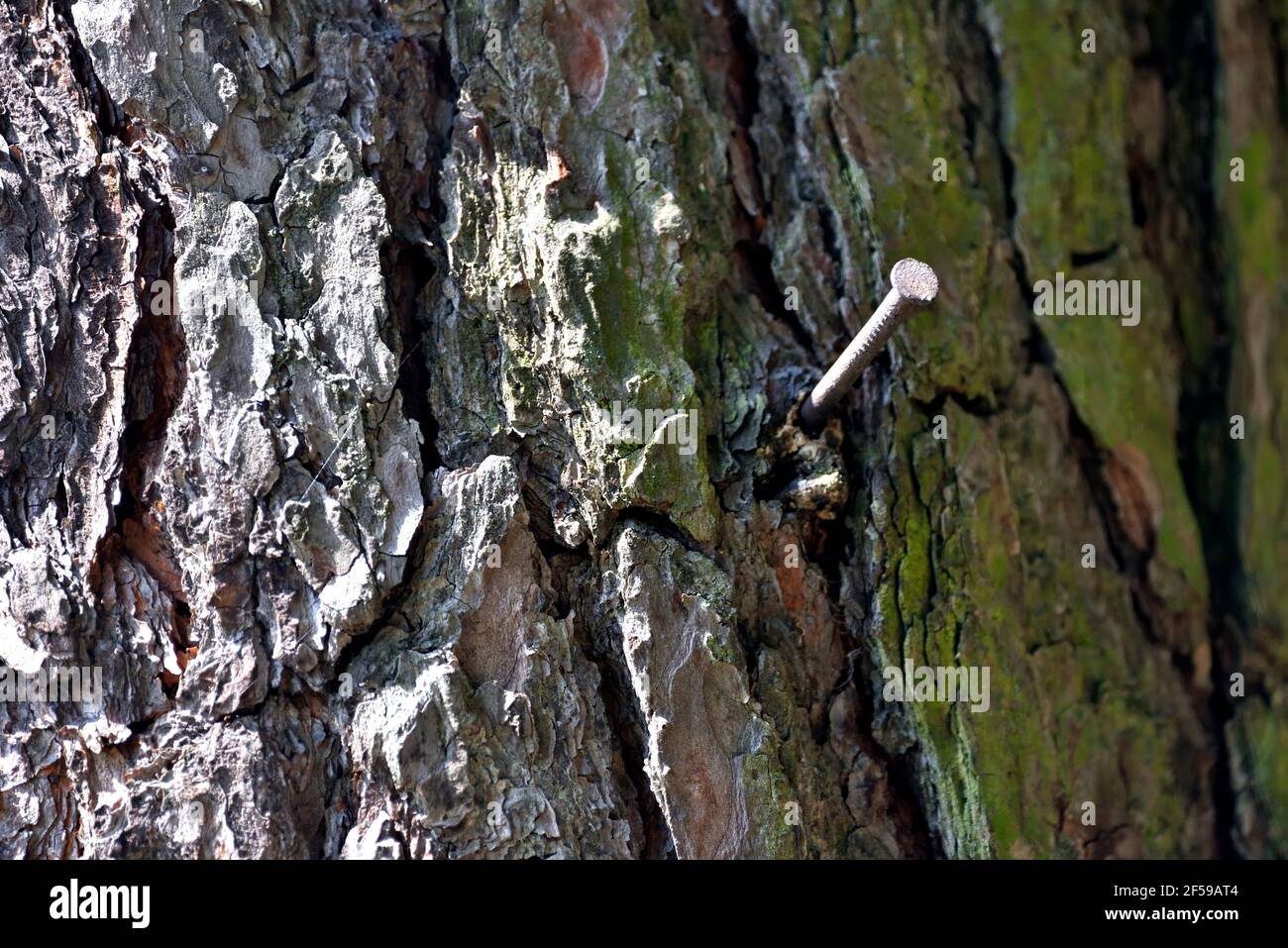 Gros plan sur l'écorce fissurée d'un tronc de pin à encens avec un clou rouillé enfoncé Banque D'Images