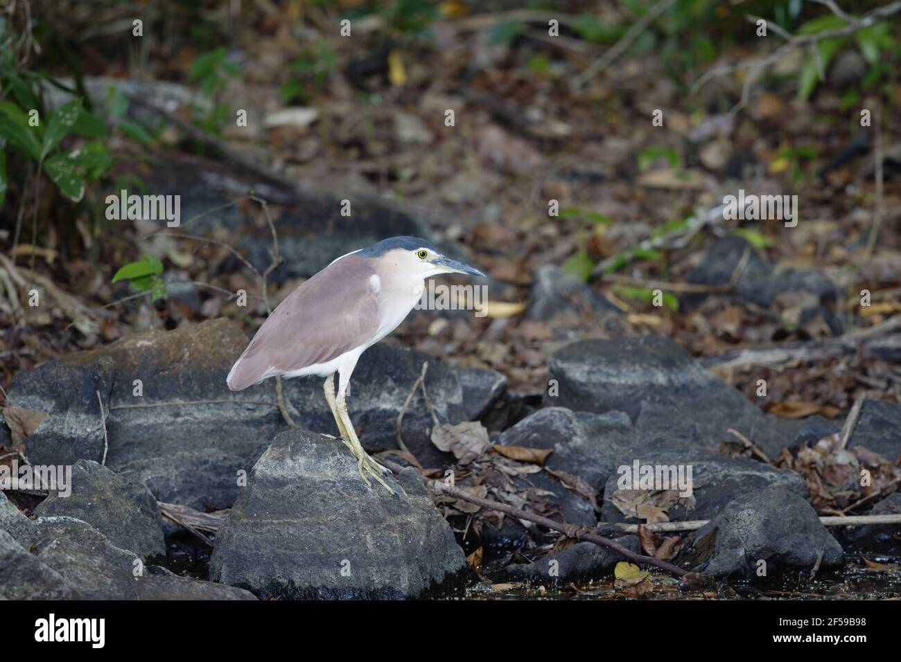 (Roux) Nankeen Night Heron - par extérieure au crépuscule Nycticorax caledonicus Howard Springs, Territoire du Nord Australie BI030382 Banque D'Images