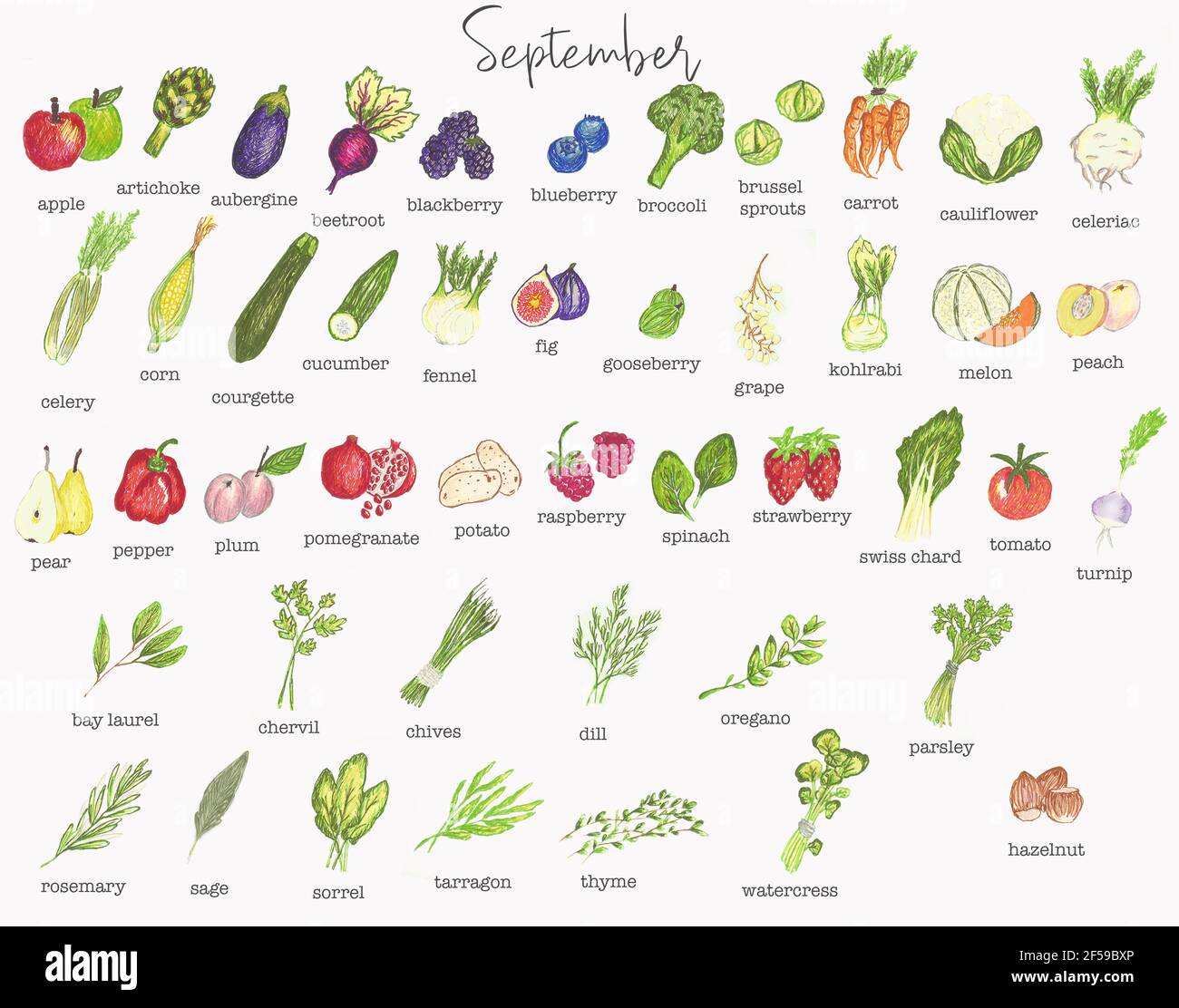 Calendrier saisonnier des fruits et légumes de septembre Photo Stock - Alamy