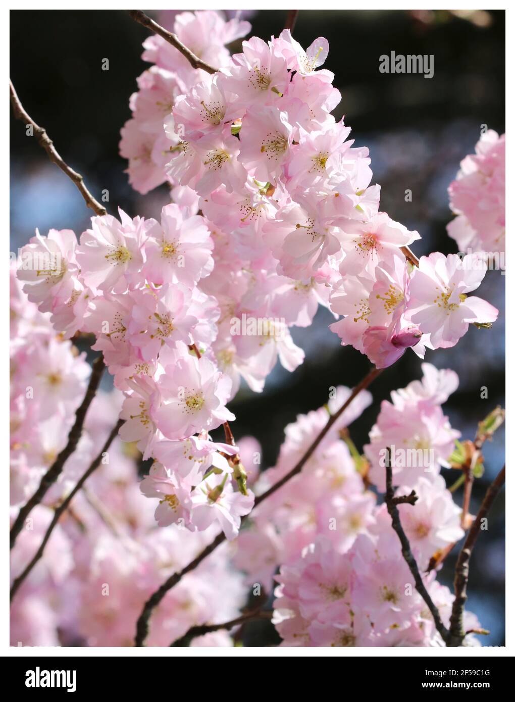 Fleur de cerisier pleureur Banque d'images détourées Alamy
