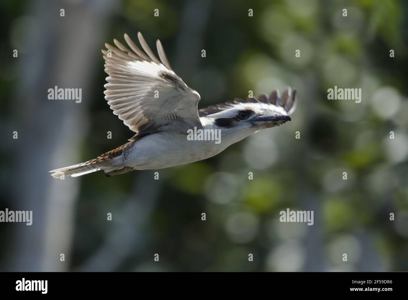 Laughing Kookaburra Dacelo novaeguineae - vol Cairns dans le Queensland, Australie BI030625 Banque D'Images