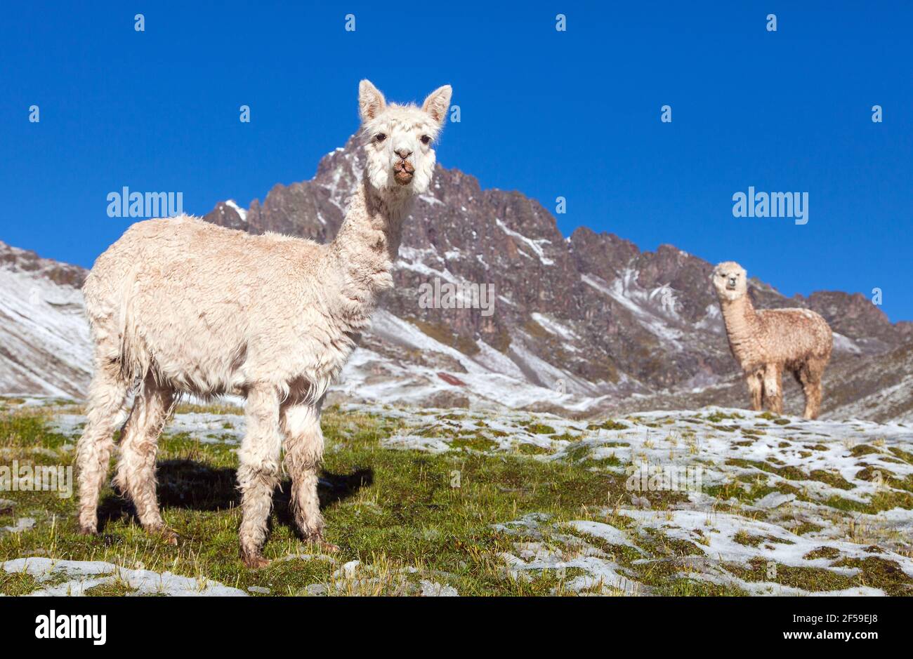 llama ou lama, deux lamas sur pâturages, montagnes des Andes, Pérou Banque D'Images