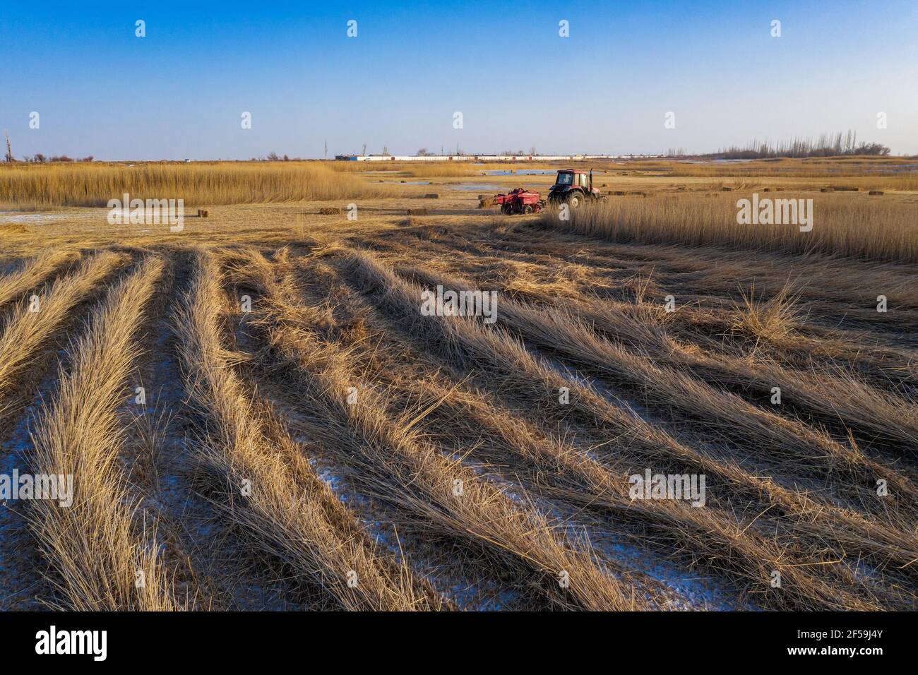 JIUQUAN, CHINE - 19 JANVIER 2021 - photo aérienne prise le 19 janvier 2021 montre que les agriculteurs récoltent des mauvaises herbes pour produire des fourrages dans une zone humide de Jiuquan, province de Gansu, Chine. (Photo de Yitiefanghong / Costfoto/Sipa USA) Banque D'Images