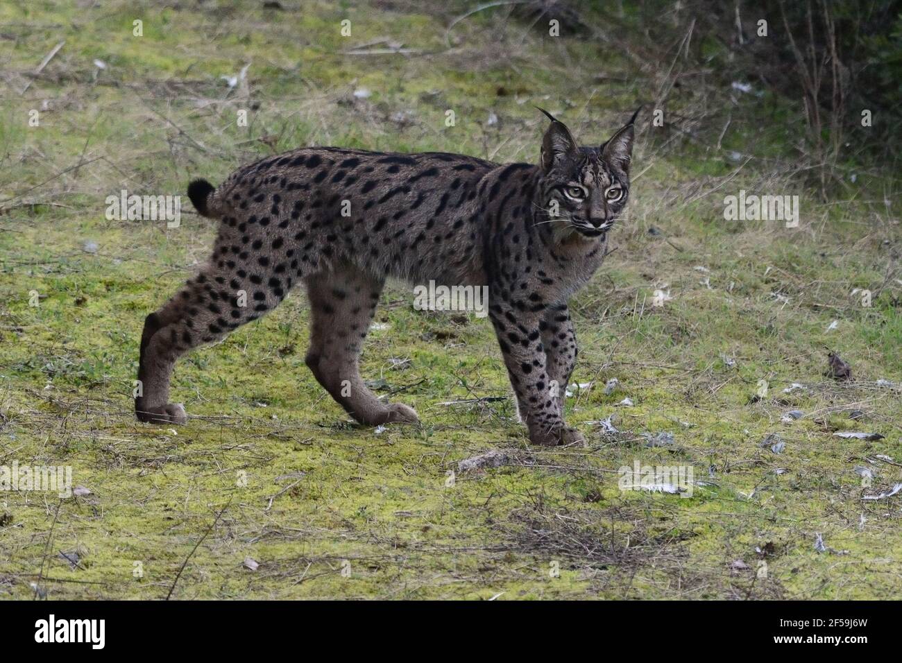 Lynx ibérique (Lynx pardinus) en Sierra Morena (Espagne) Banque D'Images