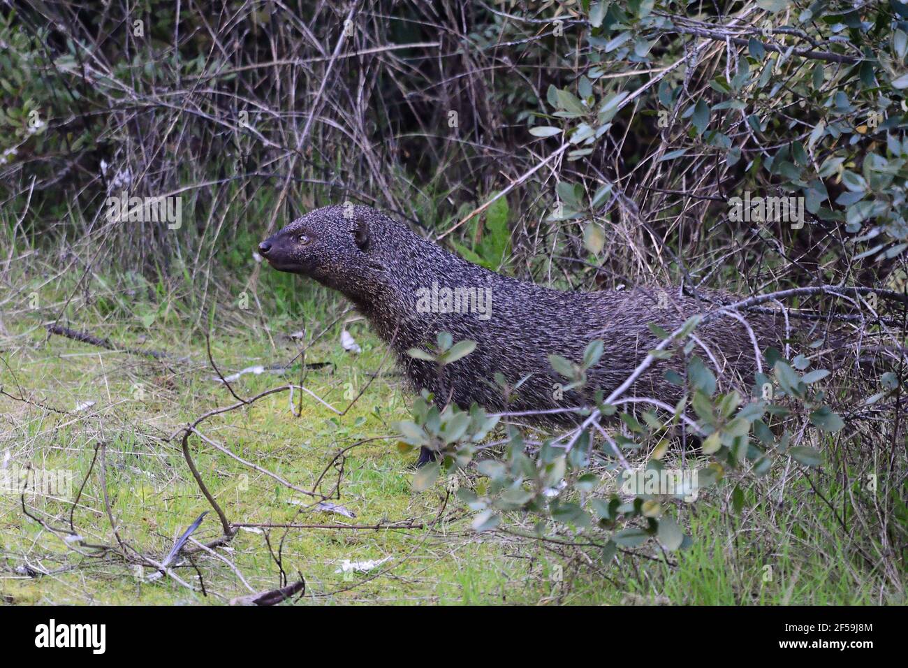 Mongoose égyptien (herpéstes ichneumon) en Sierra Morena (Espagne) Banque D'Images